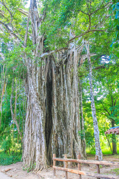 cabuya strangler fig tree 
 - Costa Rica