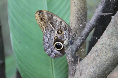 Owl Butterfly On A Branch
 - Costa Rica