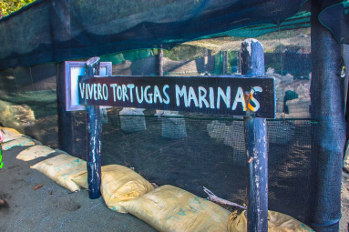Turtle Hatchery Sign At Piro Beach Costa Rica
 - Costa Rica
