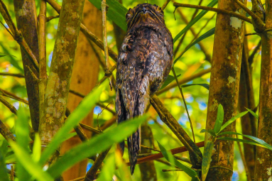 Owl Sierpe Mangler
 - Costa Rica