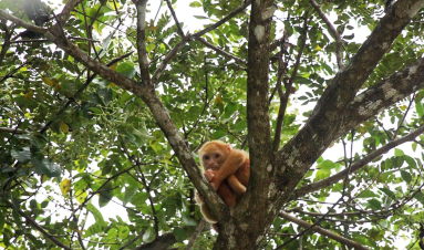 cano negro albino howler monokey 
 - Costa Rica