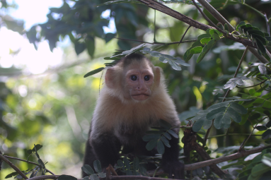capuchin hides in trees 
 - Costa Rica
