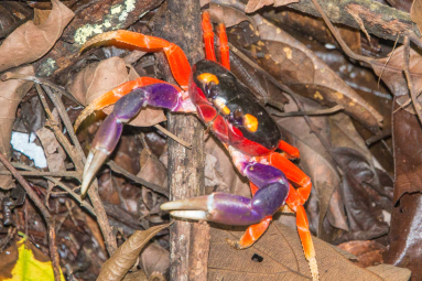Los Congos Trail Manuel Antonio National Park Crab
 - Costa Rica