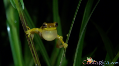 hourglass tree frog.png
 - Costa Rica