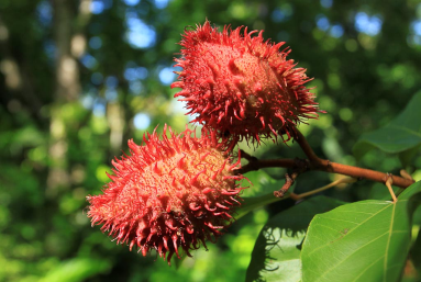 rainforest adventures red dye plant 
 - Costa Rica