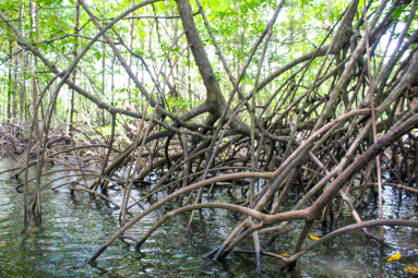 Sierpe Manglar Forest Exposed Roots
 - Costa Rica