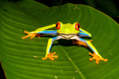 Red Eye Green Tree Frog Tortuguero  Edit
 - Costa Rica