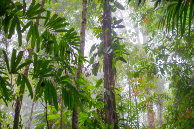        Fog Coming Into The Forest Of Los Patos Trail
  - Costa Rica