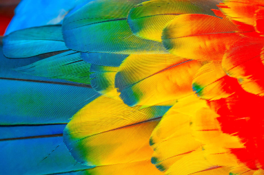 Scarlet Macaw Feather Colors
 - Costa Rica