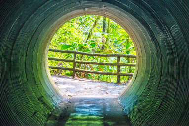 Jumping Vit Viper Tunnel Hanging Bridges Mistico Park
 - Costa Rica