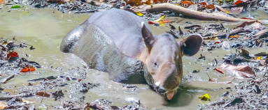        Tapir Soaking On The Mud At The Sirena Ranger Station
  - Costa Rica