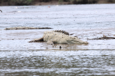 Crocodile Basking The Sun On The Beach
 - Costa Rica