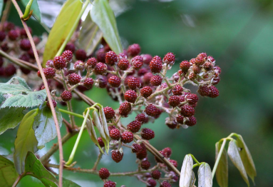 curi cancha wild blackberries 
 - Costa Rica