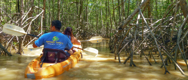 manuel antonio destination damas island mangroves 
 - Costa Rica
