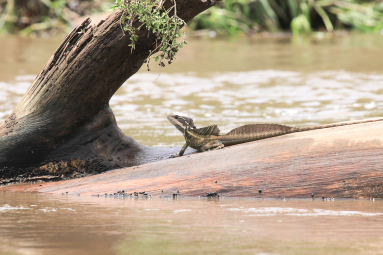 Lizard On The Tarcoles Riverbanks
 - Costa Rica