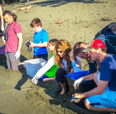 Releasing Baby Turtles Turtle Hatching At Piro Beach Costa Rica
 - Costa Rica