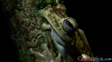 gladiator tree frog.png
 - Costa Rica