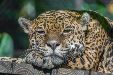 jaguar face shot parque simon bolivar san jose 
 - Costa Rica