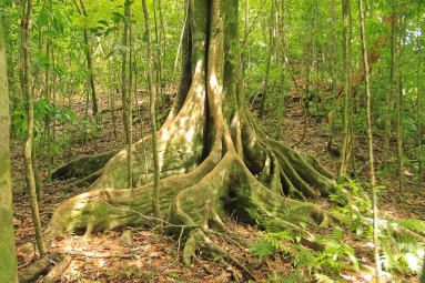 Tree Near Playa Gemerlas Manuel Antonio Park
 - Costa Rica