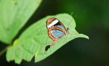 pocosol glass wing butterfly 
 - Costa Rica