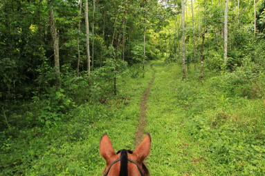 discovery horseback tour secondary forest 
 - Costa Rica
