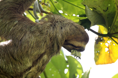 dominical destination hacienda baru three toed sloth 
 - Costa Rica