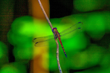 Dragonfly Cabo Blanco  Edit
 - Costa Rica