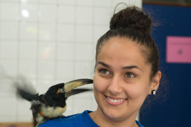 Toucan In The Clinic Of Parque Simon Bolivar San Jose
 - Costa Rica