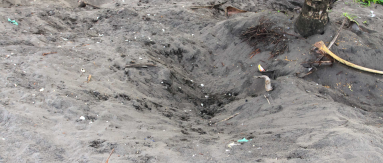 tortuguero beach attraction sea turtle nest 
 - Costa Rica
