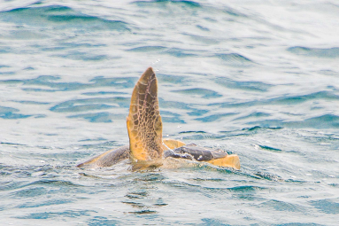 Turtle Front Leg Up While Mating From The Marlin Del Ray Catamaran
 - Costa Rica