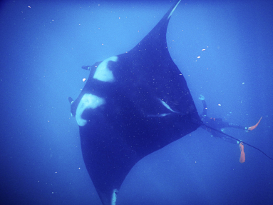 Giant Manta Ray With Diver Below
 - Costa Rica