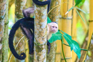 white face behind tree 
 - Costa Rica