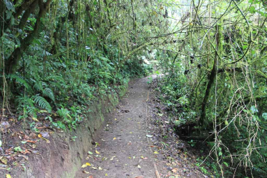 skywalk on trail 
 - Costa Rica