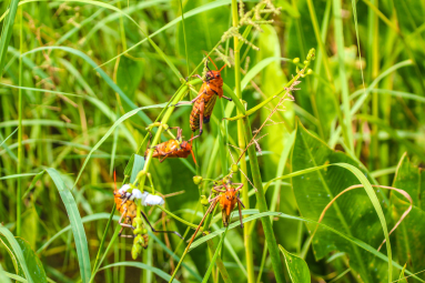Crickets Munching On Plants
 - Costa Rica