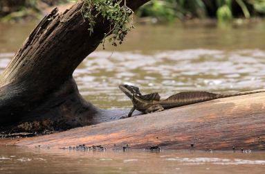 crocodile safari tour brown basilisk 
 - Costa Rica
