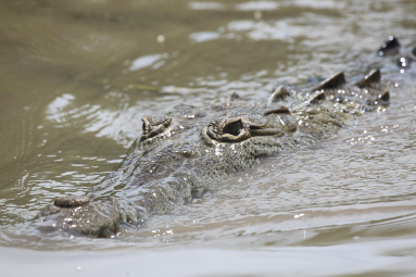 crocodile closeup 
 - Costa Rica