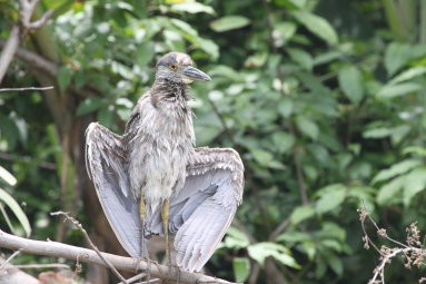 yellow night heron spreadwings 
 - Costa Rica