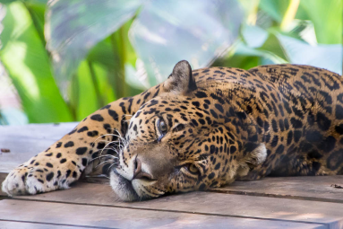 Jaguar Lying Down Face Full Image Parque Simon Bolivar San Jose
 - Costa Rica
