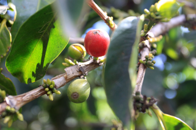 don juan coffee fruit 
 - Costa Rica