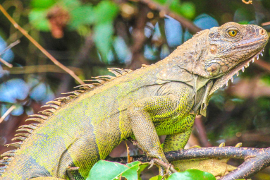 Iguana Close Up Perched On Sierpe Mangler
 - Costa Rica