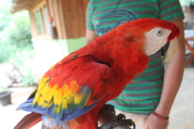 Scarlet Macaw Feather Colors on its Side
 - Costa Rica