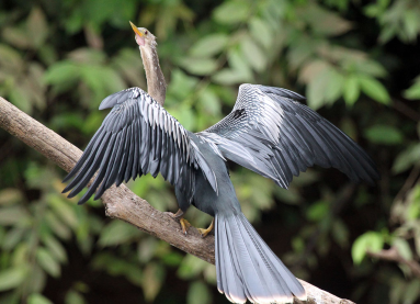 cano negro anhinga 
 - Costa Rica