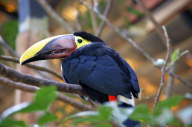 Chesnut Mandible Toucan La Paz
 - Costa Rica