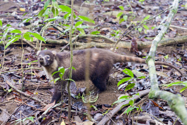        Coati Roaming Around The Sirena Ranger Station
  - Costa Rica