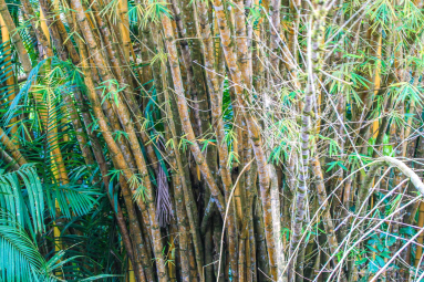 Bambu Tree On The Riverbanks Sierpe Mangler
 - Costa Rica
