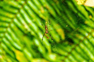 Spider Celeteste River Watefall Tour
 - Costa Rica