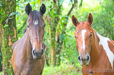 Horses Face Close Up At Juncos Lake Horseback
 - Costa Rica