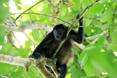 cahuita destination howler 
 - Costa Rica