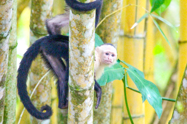white face behind tree 
 - Costa Rica
