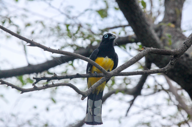 black headed trogon 
 - Costa Rica